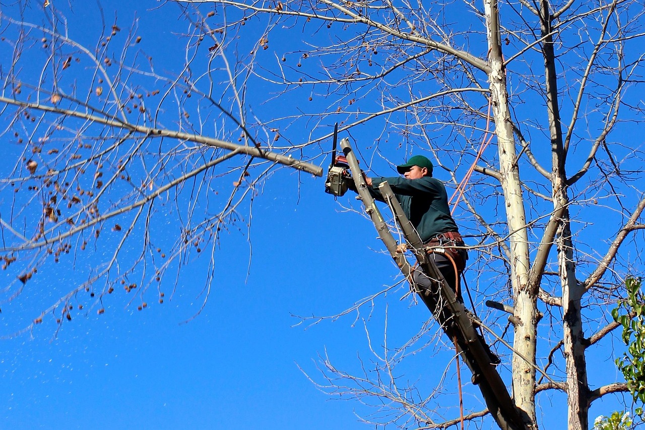 Local arborist service for Dowra homes and gardens