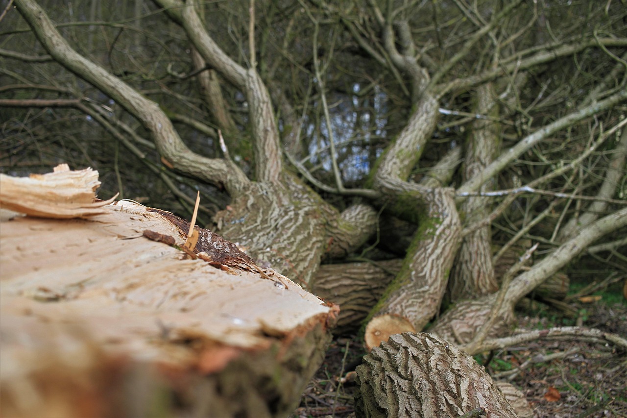 Arborist service services covering Mullagh