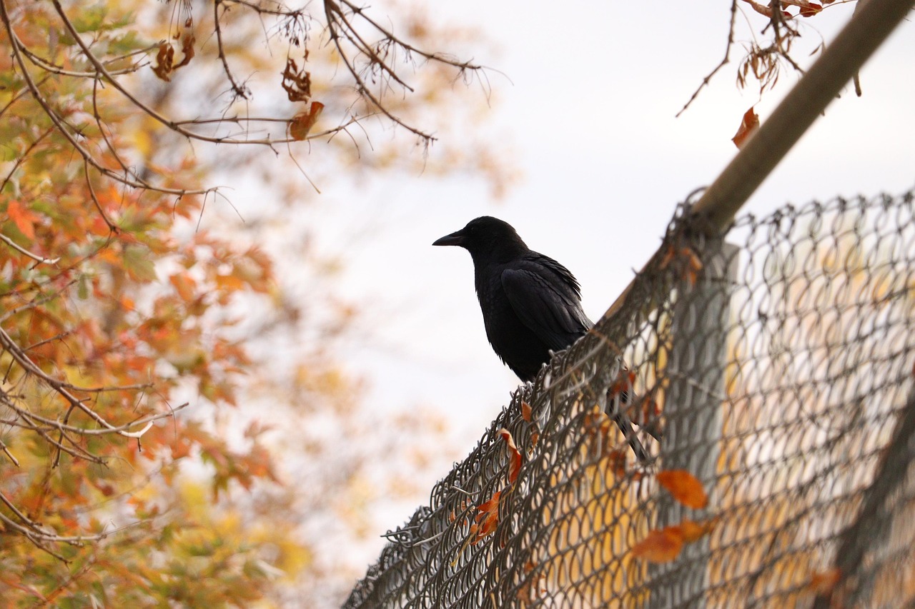 Fence contractor services covering Dowra