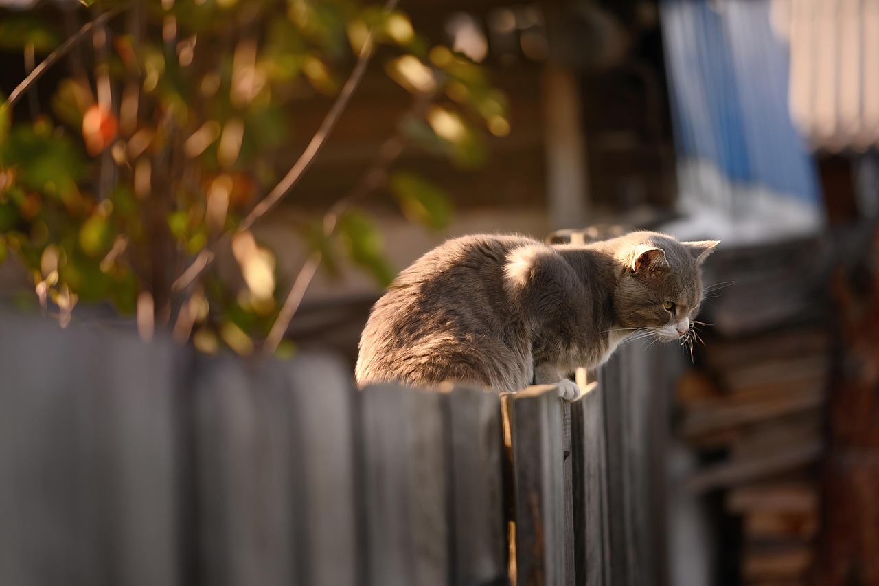 Fence contractor in Killeshandra