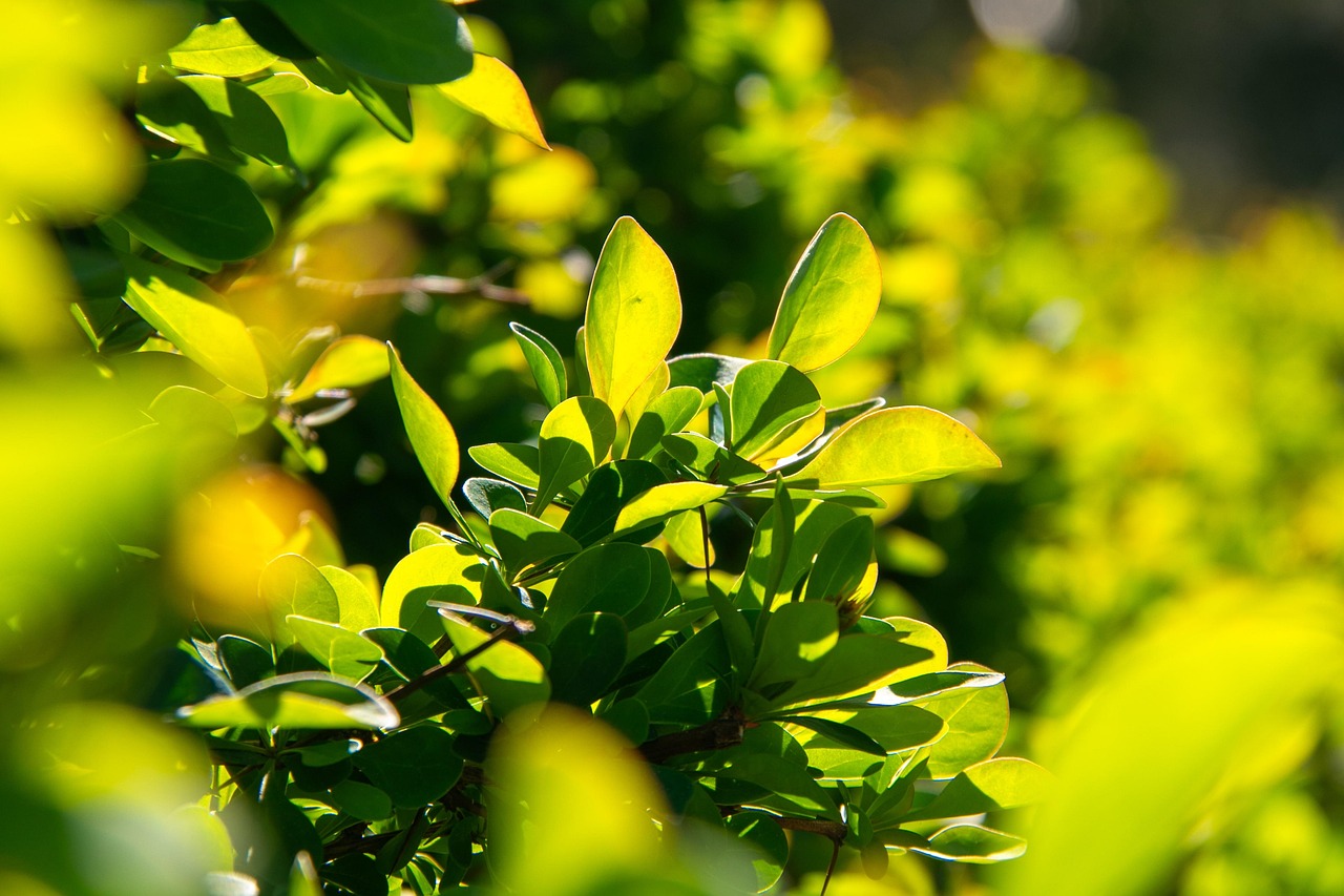 Garden hedge cutting services covering Ballyconnell