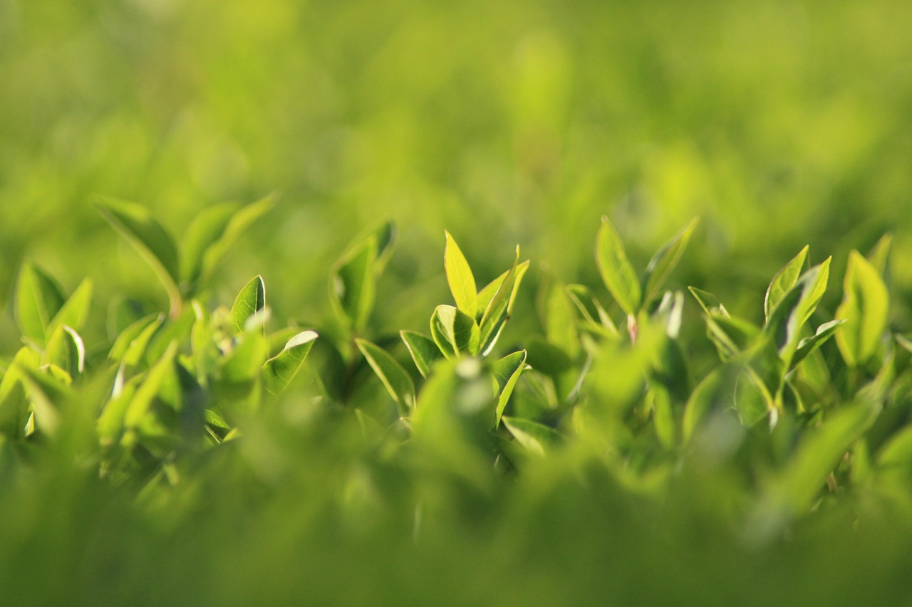 Local garden hedge cutting for Ballyhaise homes and gardens
