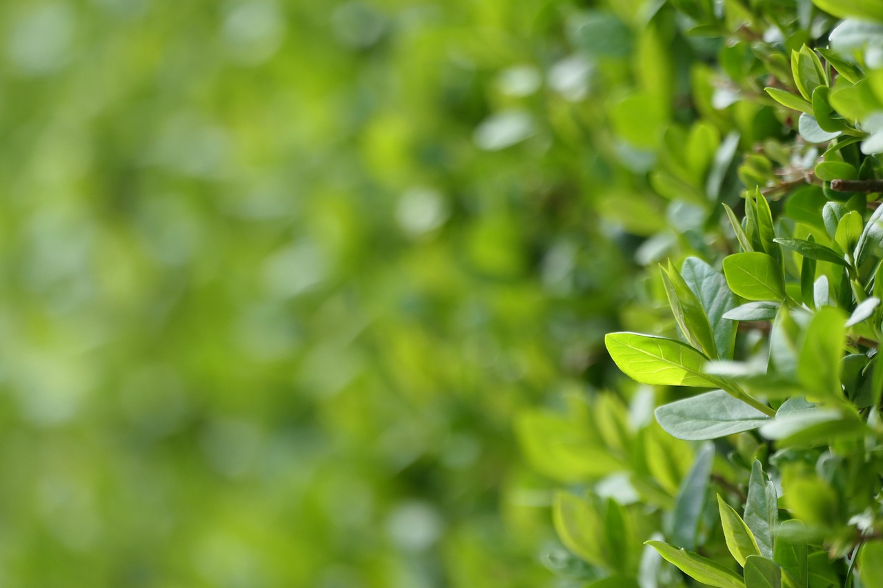 Garden hedge cutting in Kilnaleck