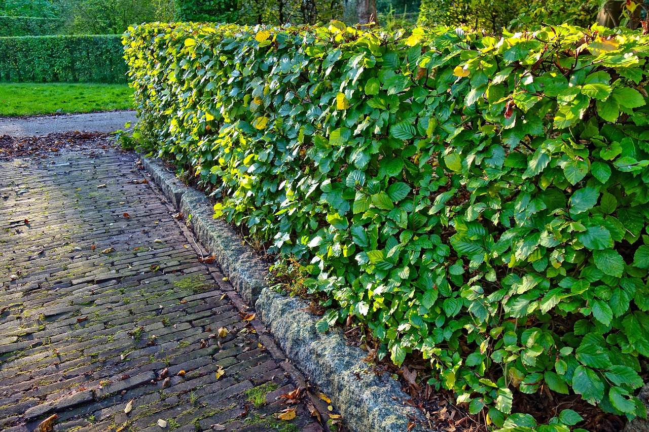 Local garden hedge trimming for Ballyjamesduff homes and gardens