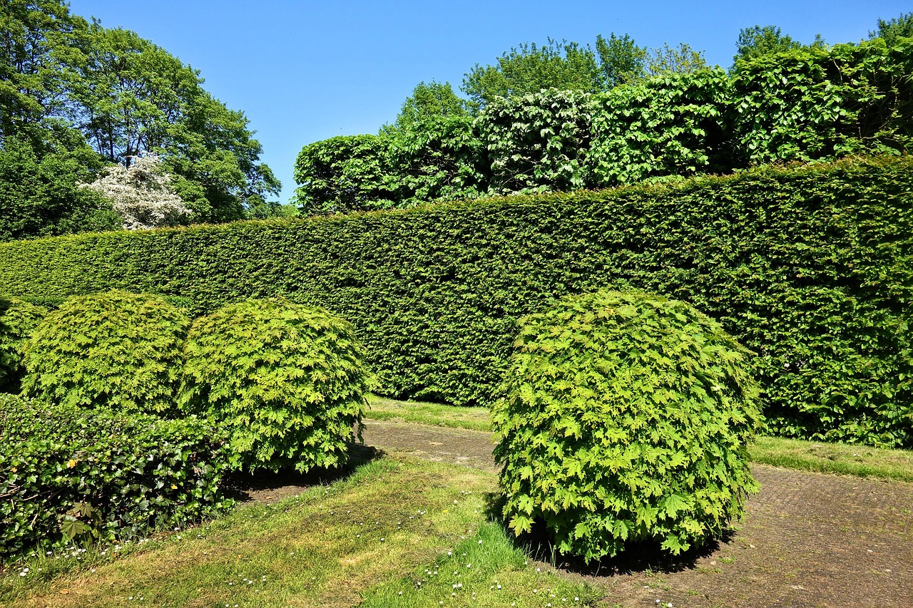 Local garden hedge trimming for Cootehill homes and gardens
