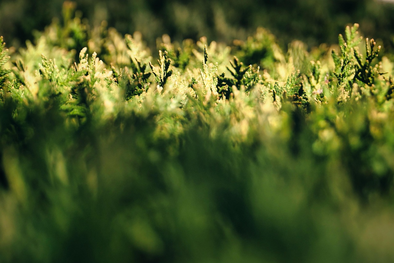 Garden hedge trimming services covering Crossdoney
