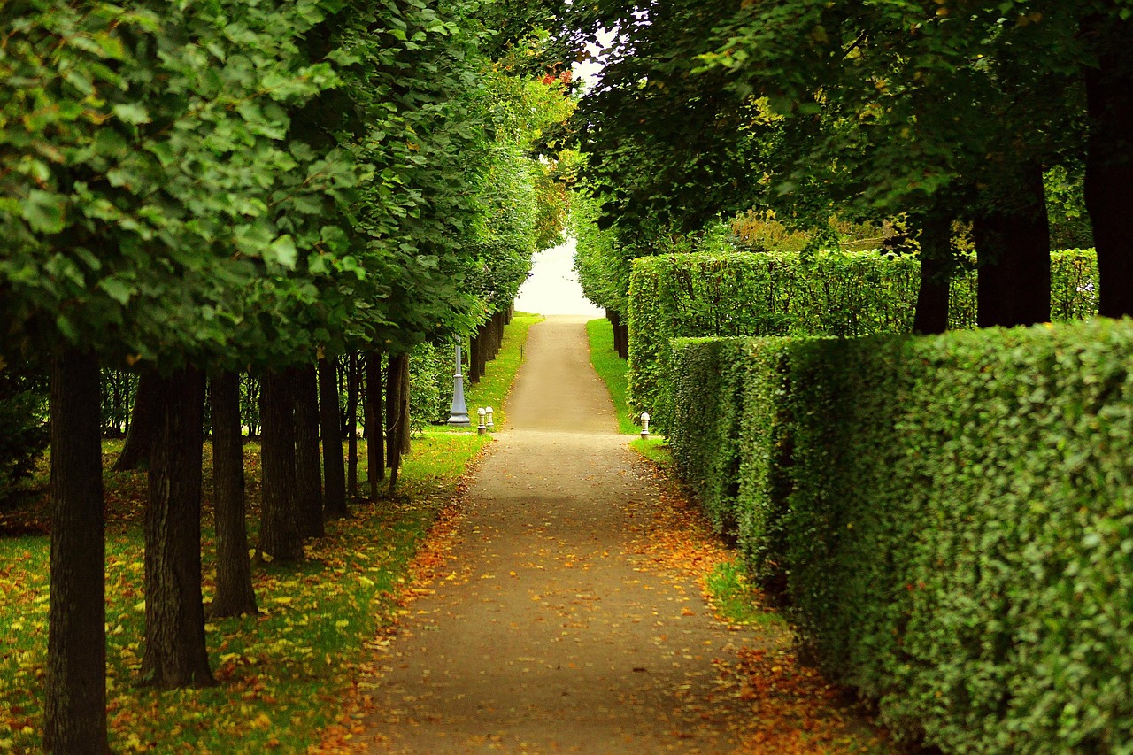 Garden hedge trimming services covering Mullagh