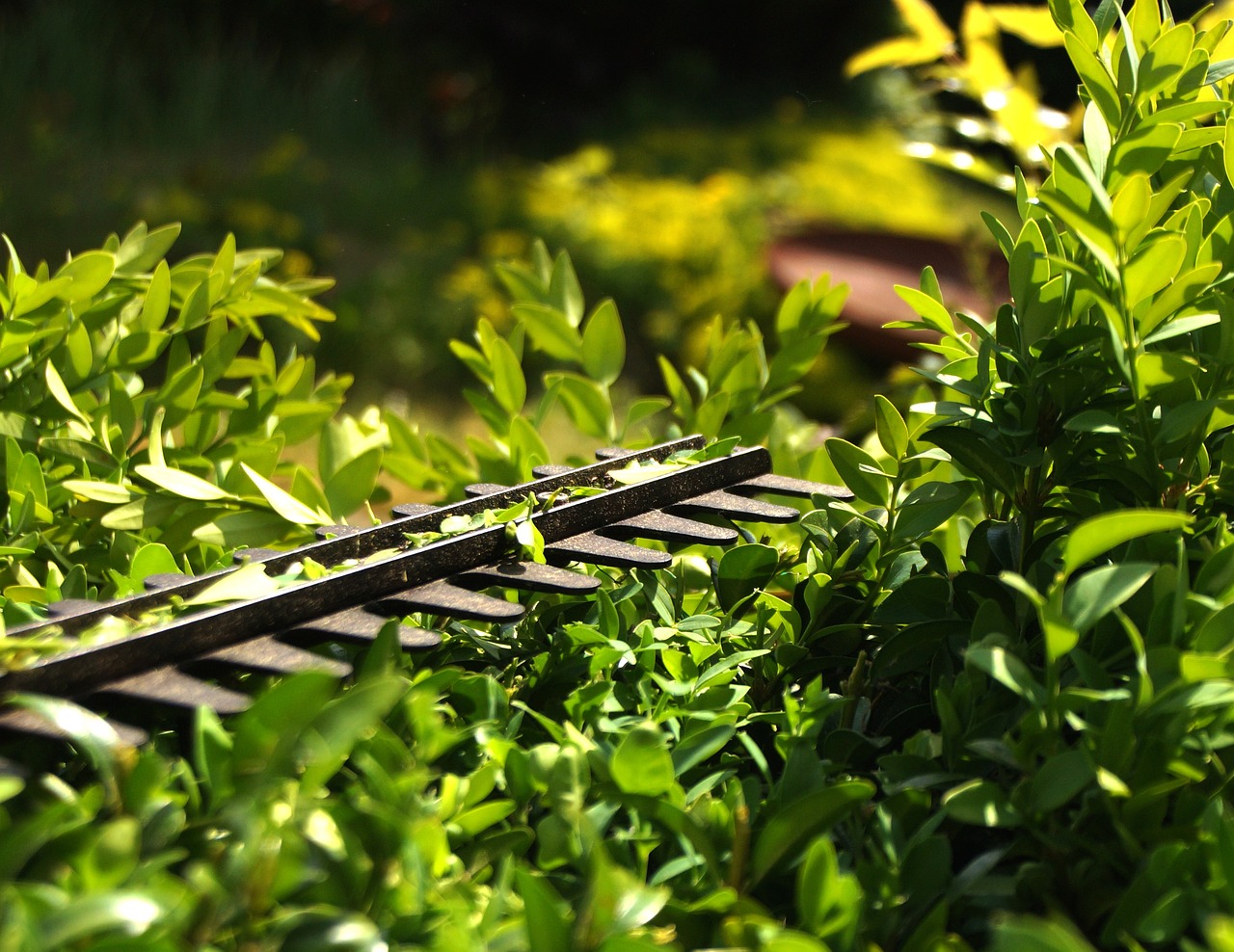 Local hedge cutting for Blacklion homes and gardens