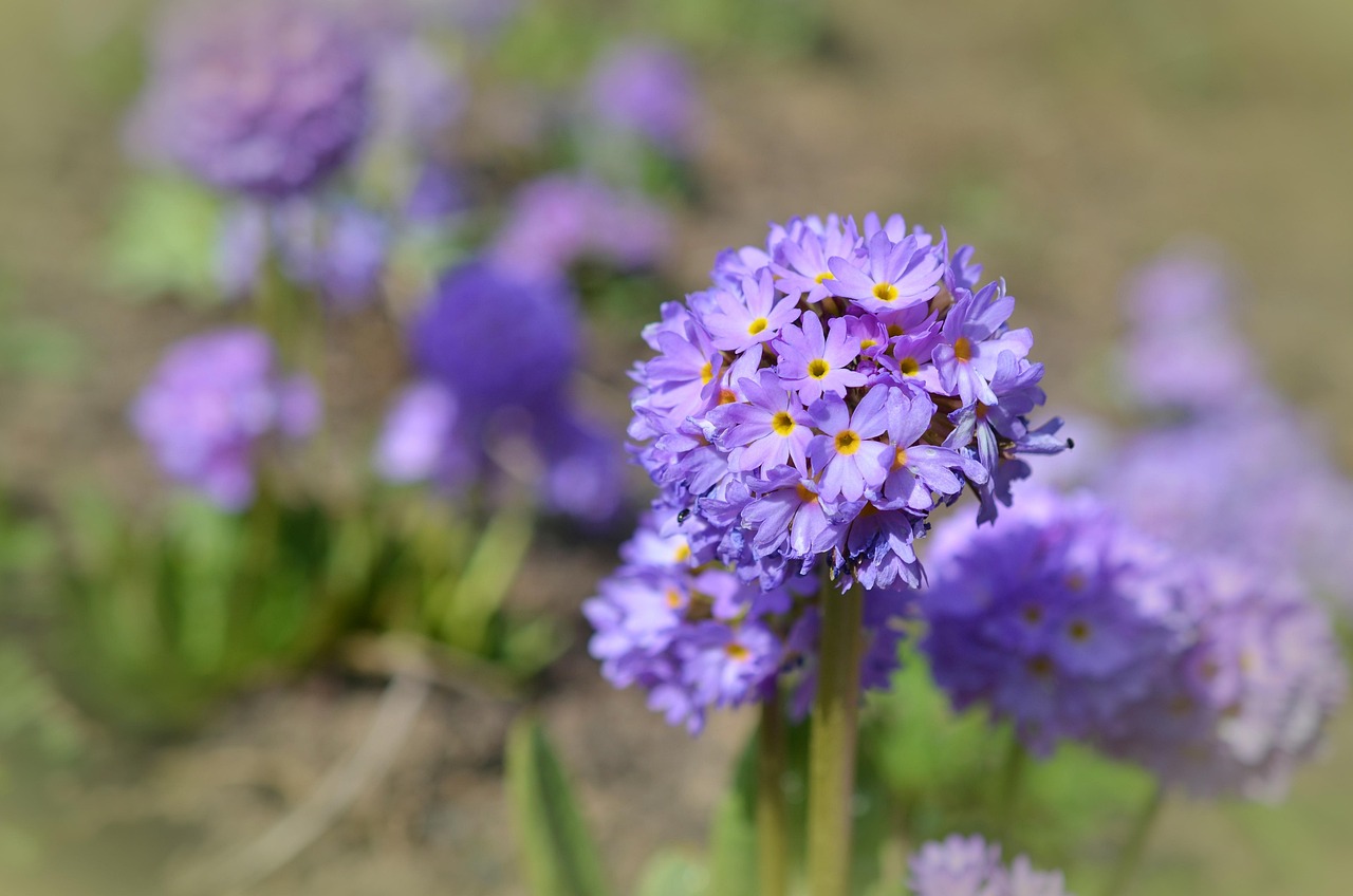 Landscape Gardener services covering Ballyconnell