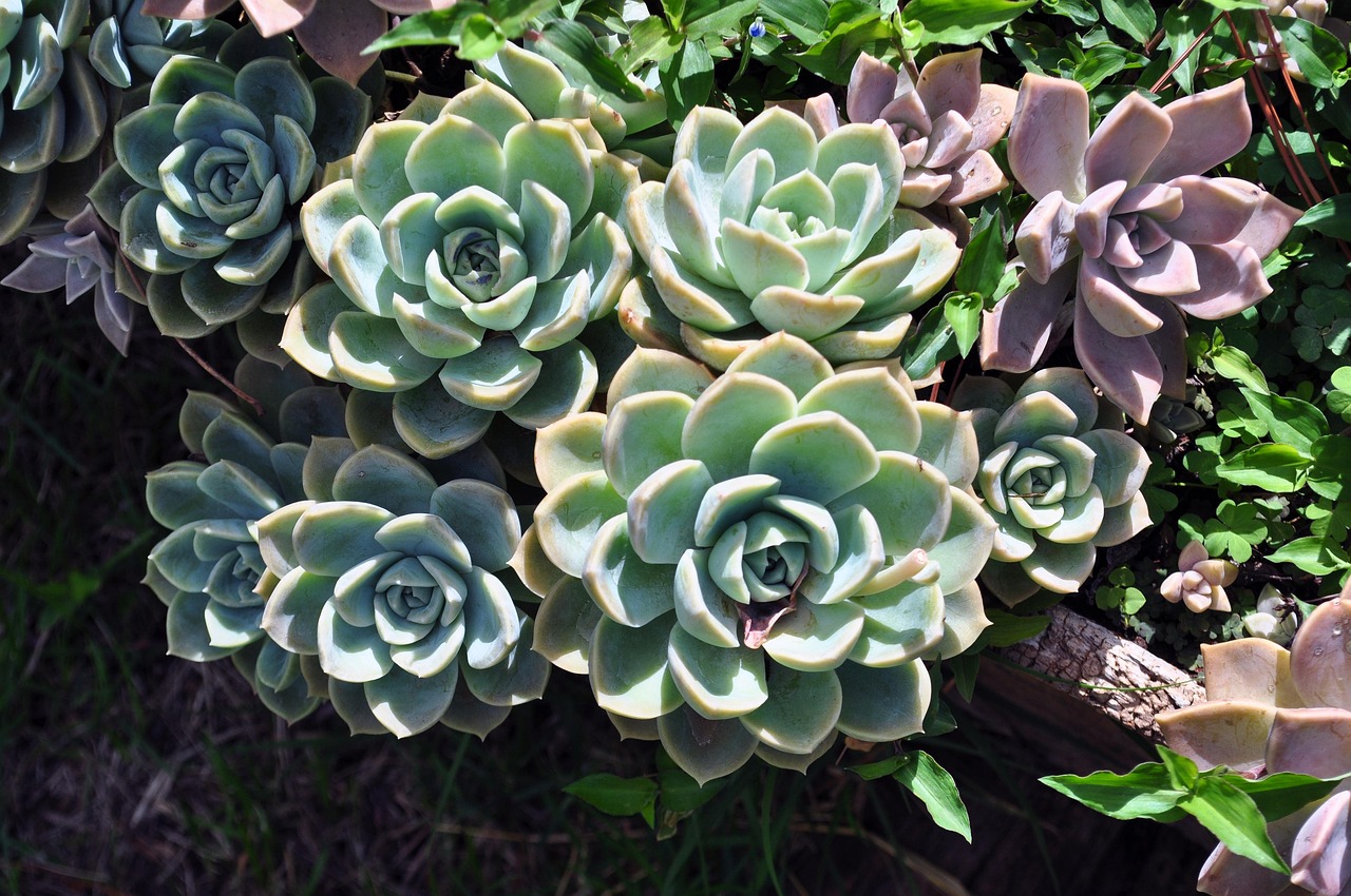 Landscape Gardener in Milltown
