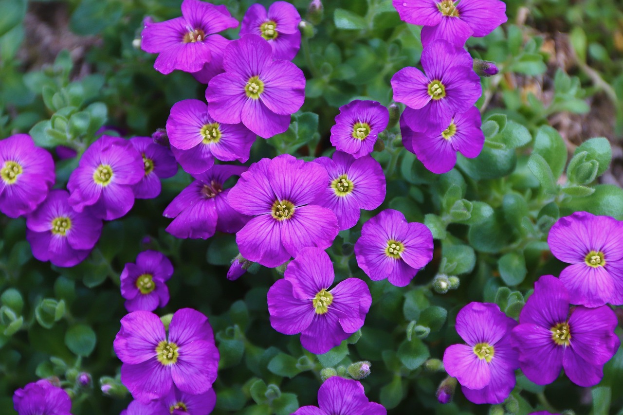 Landscape Gardener services covering Mullagh