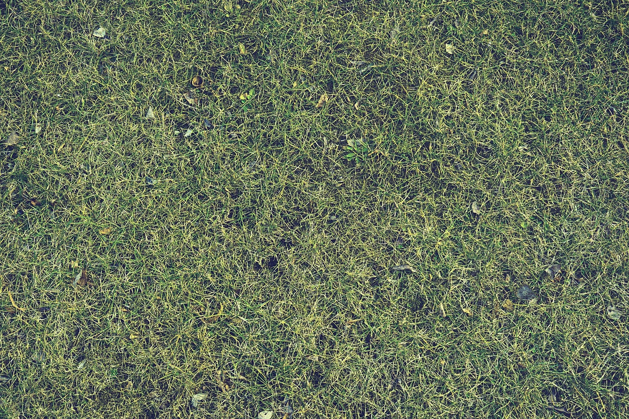 Local lawn care service for Cavan Town homes and gardens