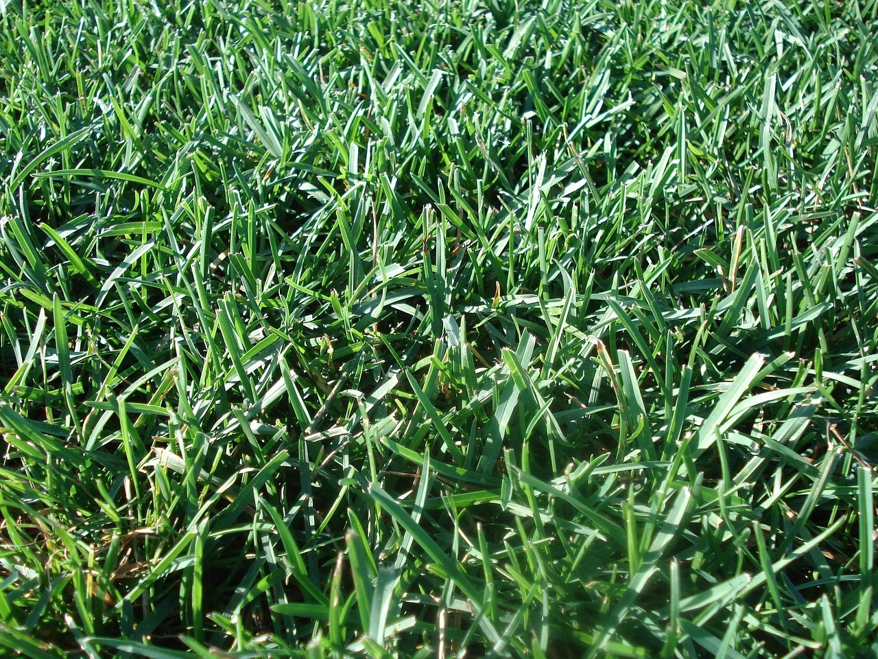 Lawn care service services covering Cavan Town