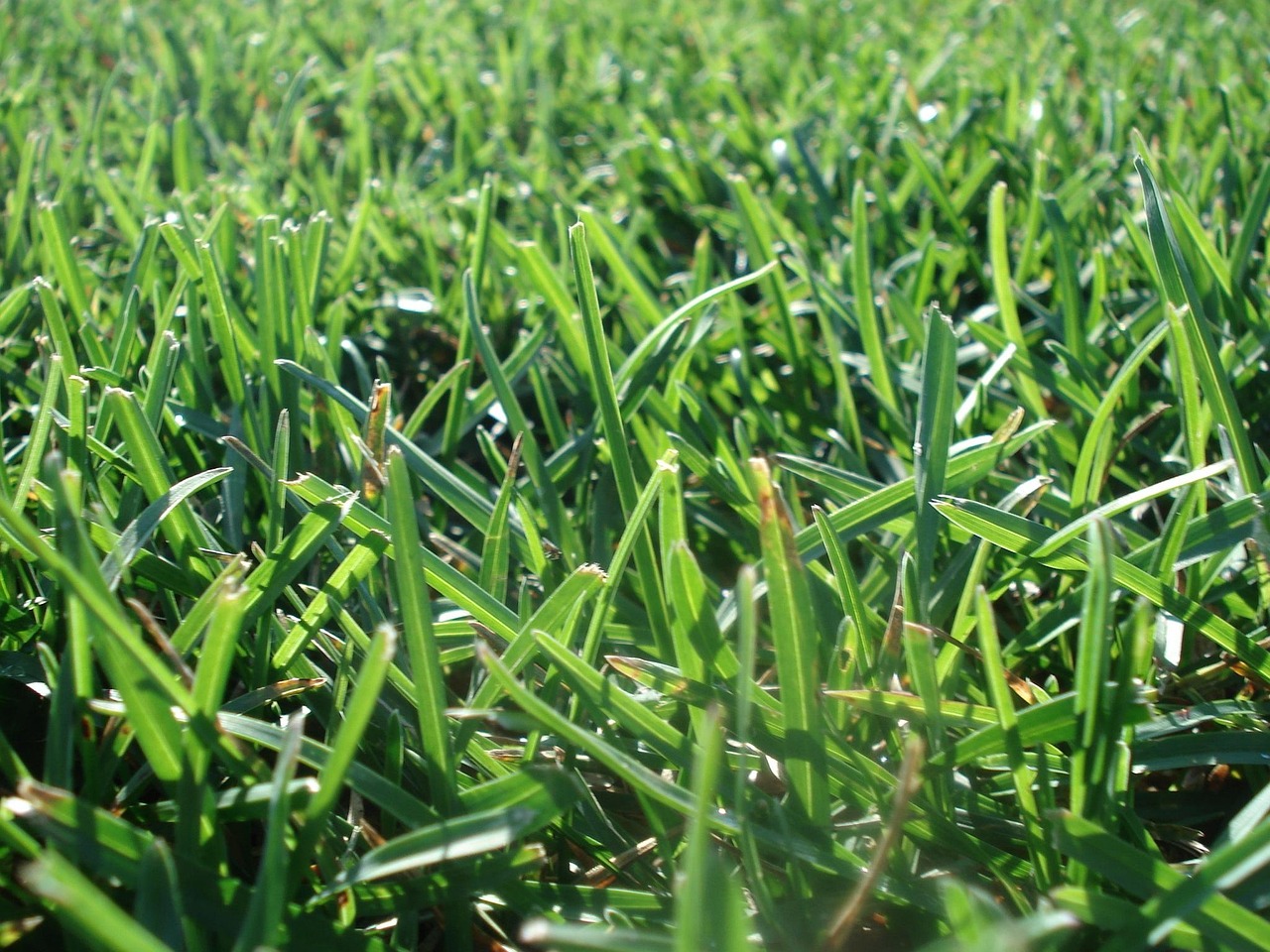 Lawn mowing in Mullagh