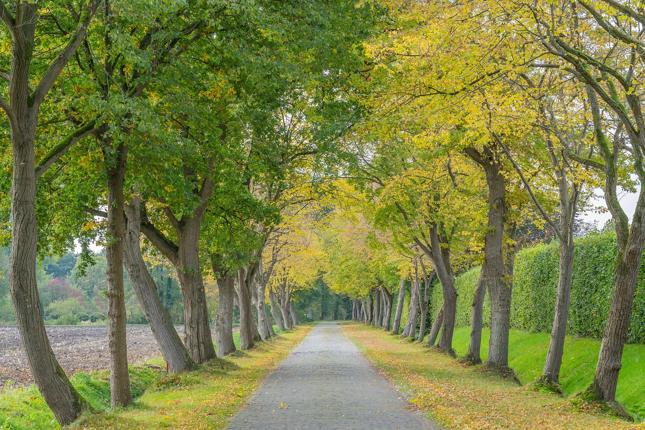 Tree removal services covering Cavan Town