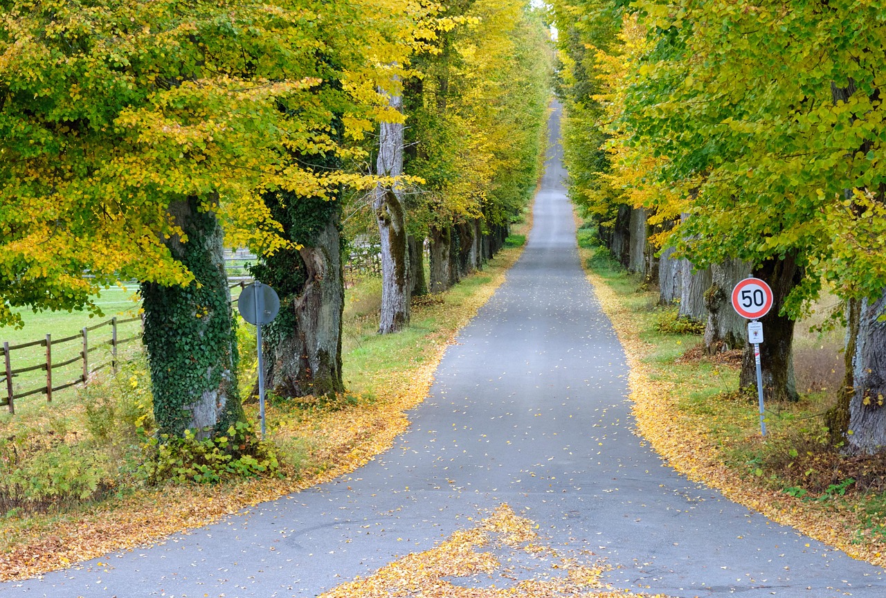 Local tree removal for Stradone homes and gardens